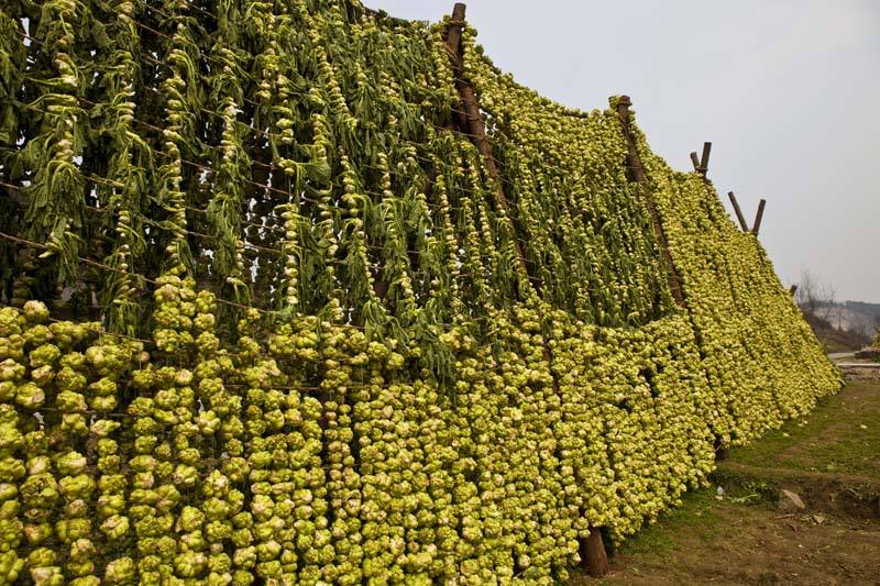 timg (2).jpg 糖心视频